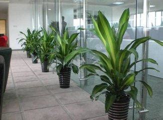 辦公室植物風水2023|辦公室好運植物：5 款好養招財又納福的綠意指南 